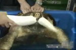 カメの破壊力!カメをなめたらあかんでー