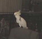 歌って踊れるスーパーボタンインコ!