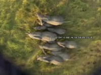 Google Earth に撮影されたアフリカの野生動物達