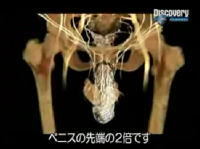 デ●スカバリーチャンネル 「セックスと人体機能」