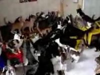 なんと猫130匹を家で飼っているおばさんの映像 家の中やべぇw