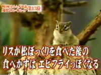 トリビア「リスが松ぼっくりを食べた後の食べかすはエビフライっぽくなる」