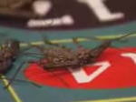 この虫を食べれたらフェラーリプレゼント!すごい番組w